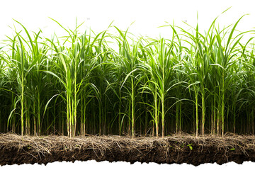 Wall Mural - sugar cane plantation isolated on transparent background 