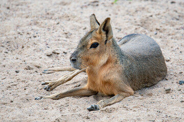 patagonian mara