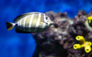 Sticker - Tropical fish swimming in the aquarium. Beautiful colorful fishes in the aquarium