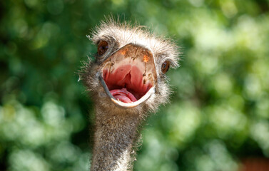 Poster - Portrait of an ostrich with an open mouth in nature. Close-up