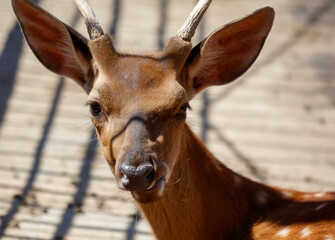 Wall Mural - Portrait of an antelope in the zoo