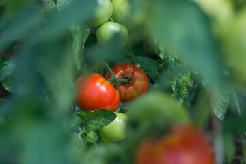 Ripe red tomatoes in a greenhouse