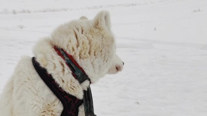 Wall Mural - A white dog is looking out over a snowy field