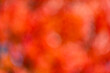 © be free - Fall leaves autumnal background. Orange autumn leaves defocused background. Autumn nature. Seasonal blurry backdrop. Autumn leaves orange blurred background. Blurred background