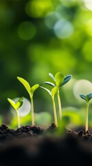 Poster - Young seedlings sprouting from soil with blurred