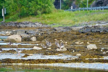 Wall Mural - Flock of greylag geese on a rocky shoreline with greenery in the background