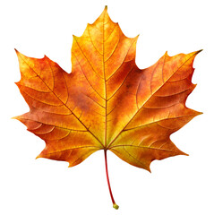 Wall Mural - PNG bright autumn maple leaf isolated transparent