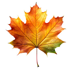 Wall Mural - png vivid orange maple leaf close-up transparent