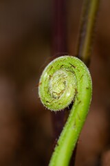 Wall Mural - Macro shot of a young fern frond in its early coiled stage with a blurred brown background.