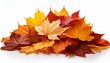 © Mis_TiKa - Pile of autumn colored leaves isolated on white background.A heap of different maple dry leaf .Red and colorful foliage colors in the fall season