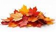 © Mis_TiKa - Pile of autumn colored leaves isolated on white background.A heap of different maple dry leaf .Red and colorful foliage colors in the fall season