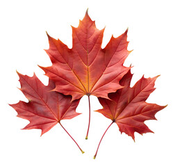 png three red maple leaves cluster isolated transparent