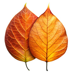 Wall Mural - png autumn leaves in yellow and orange isolated transparent