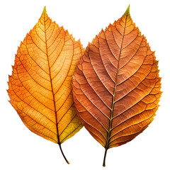 Wall Mural - png two autumn leaves in yellow and brown isolated transparent