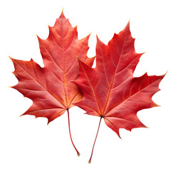 Wall Mural - png two red maple leaves isolated transparent