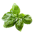 © Num - Fresh green basil leaves isolated on white background.
