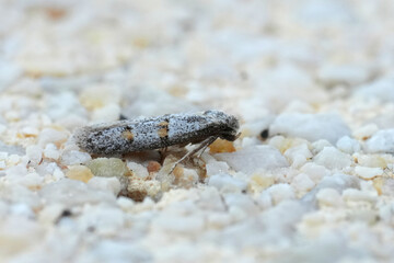 Wall Mural - Closeup on a small white European Autostichidae micro moth, Symmocoides oxybiella in Southern France