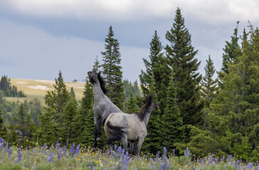 Wall Mural - Wild Horse Stallions Fighting in Summer in the Pryor Mountains Montana