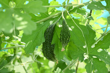 Bitter gourd or Green Bitter gourd hanging from a tree on a vegetable farm, ripe bitter gourd hanging from its vine within a greenhouse environment, Vegetable farm. Agriculture. Bitter gourd plant