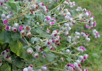 Poster - In the wildlife grows burdock (Arctium)