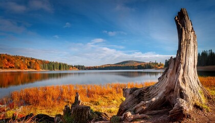 Wall Mural - lonely old tree stump near the lake autumn landscape