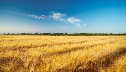 barley field under a clear blue sky background natural rural landscape grain cultivation summer agriculture