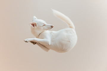 A white dog is in the air, looking down at the ground