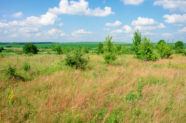 Wall Mural - green meadow and blue sky with clouds in summer