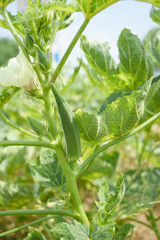 Lady finger or Okra on a plant, Fresh okra plant, Okra closeup on the tree, Lady Fingers or Okra vegetable on plant in farm organic vegetables, Close up of Lady finger, Chakwal, Punjab, Pakistan