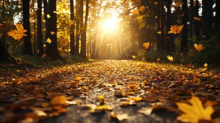 Aufkleber - A path in a forest with leaves falling on it. The leaves are orange and yellow. The sun is shining on the path