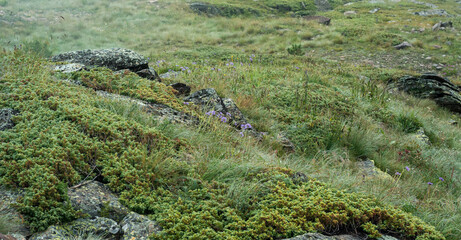 alpine meadow vegetation among stones close-up