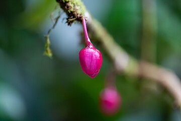 Wall Mural - Bud of a Drymonia conchocalyx