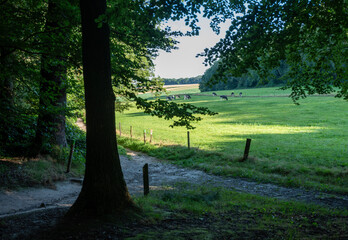 grazing cows in berg en dal near nijmegen in the netherlands