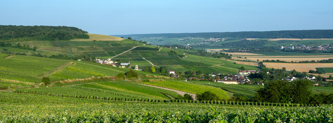 Poster - vineyards in the champagne region between reims and epernay in france