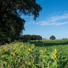 Sticker - rural landscape near nijmegen and groesbeek with sunflowers and beet field