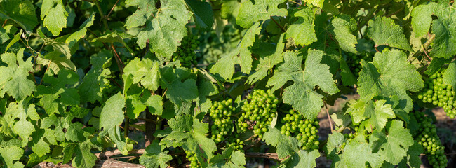 Wall Mural - young green grapes between leaves of vines in vineyard