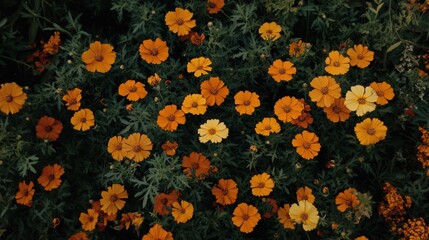 Wall Mural - Vibrant Wide Shot of Marigold Flower Blooming in Lush Garden Setting