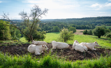 Canvas Print - white cows in meadow between Laon and Saint-Quentin in the north of france