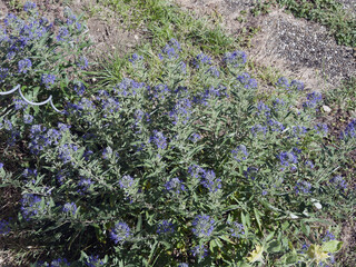 Canvas Print - Caryopteris x clandonensis 'Heavenly blue' | Small shrub of Bluebeard with blue flowers in cymes or thyrses on upright stems bearing opposite and downy grey-green leaves with toothed margins 
