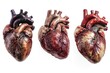© Fotograf - Three detailed human heart models in a close-up view