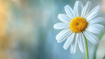 Wall Mural - Close-up view of a white daisy