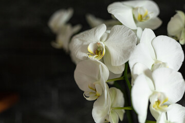 Aufkleber - blumen.