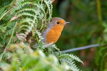 Wall Mural - Portrait of a European robin (erithacus rubecula) perching on a wire fence