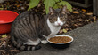 © watz - Tabby cat with white chest and paws looking at camera by bowl of cat food.