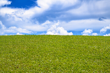 Field of green fresh grass under blue sky. Green grass field on small hills and blue sky. Green meadows with blue sky background. Green grass field and blue sky landscape background. Summer landscape