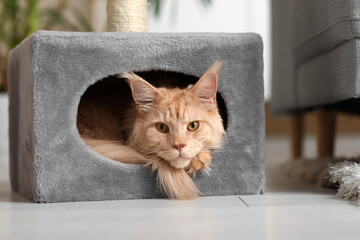 Sticker - Cute Maine Coon cat lying in its house at home, closeup