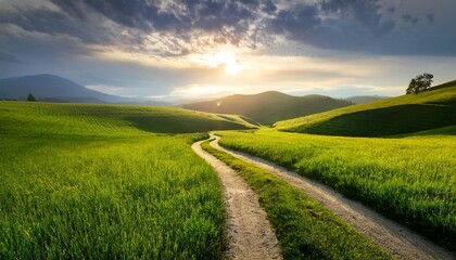 Wall Mural - scenic winding path through a field of green grass in the morning beautiful natural image