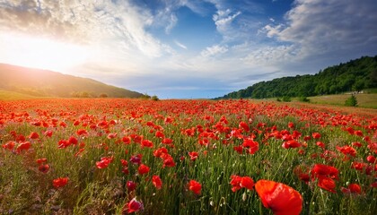 Wall Mural - red poppy flowers in romantic nature landscape with sky