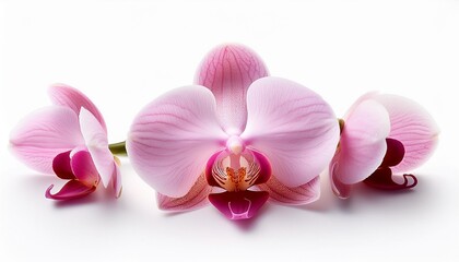 Wall Mural - pink beautiful orchid on white background