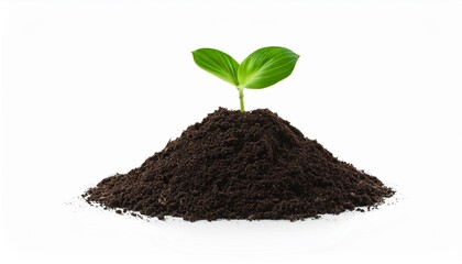 sprout in a pile of soil on a white isolated background